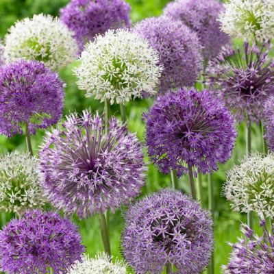 Van Zyverden Allium Blend, Set of 6 Bulbs