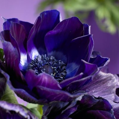 Van Zyverden Wind Flowers Anemones Darkest Blue, Set of 10 Bulbs