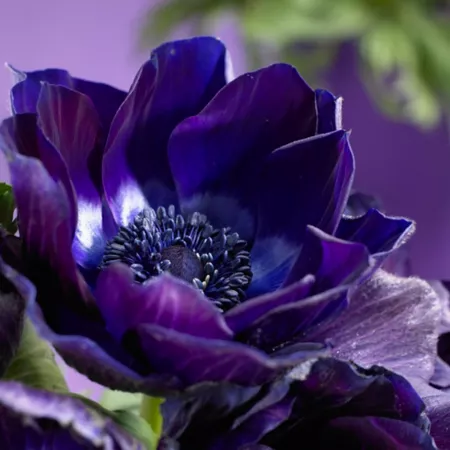 Van Zyverden Wind Flowers Dark Blue Anemones Pack of 10 Bulbs Perennials