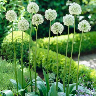 Van Zyverden Allium Mount Everest, Set of 3 Bulbs