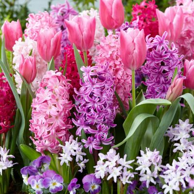 Van Zyverden 100 Days of Blooms Fragrant Pink Garden, Set of 25 Bulbs