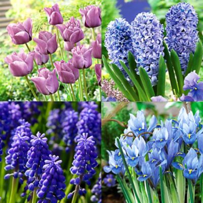 Van Zyverden 100 Days of Blooms Fragrant Turquoise Garden, Set of 25 Bulbs