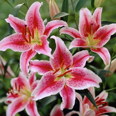 Van Zyverden Lilies Oriental Stargazer, Set of 6 Bulbs