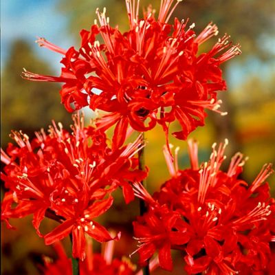 Van Zyverden Lycoris Radiata, Set of 3 Bulbs