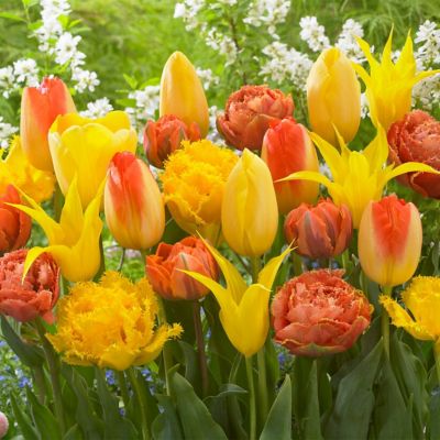 Van Zyverden Tulips Extended Bloom Sunburst Mixture, Set of 25 Bulbs