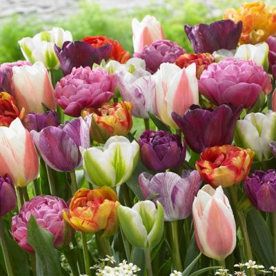 Van Zyverden Tulips Extended Bloom Paradise Mixture, Set of 25 Bulbs