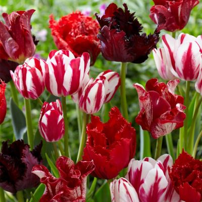 Van Zyverden Tulips Extended Bloom Crimson Noir Mix, Set of 25 Bulbs