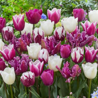 Van Zyverden Tulips Extended Bloom Elegance Mixture, Set of 25 Bulbs