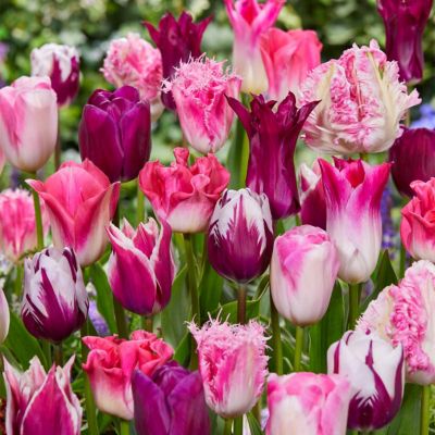 Van Zyverden Tulips Extended Bloom Roseate Mixture, Set of 25 Bulbs