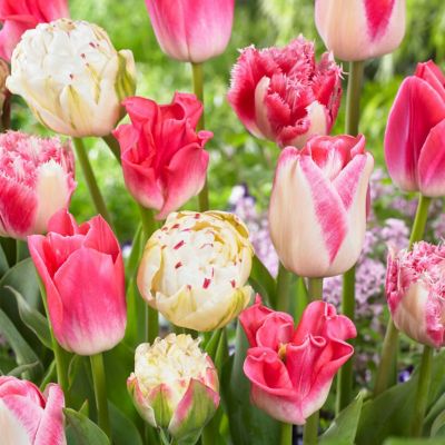 Van Zyverden Tulips Extended Bloom Cotton Candy Mixture, Set of 25 Bulbs