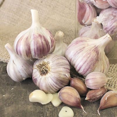 Van Zyverden Garlic Rocambole German Red, Set of 3 Cloves