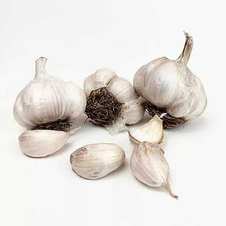 Van Zyverden Garlic Softneck Asian Spring Violet Pack of 3 Cloves Vegetable Plants