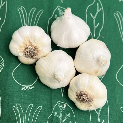 Van Zyverden Garlic Softneck Artichoke Sicilian, Set of 5 Cloves