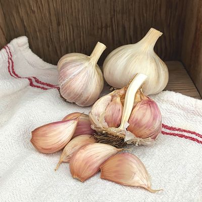 Van Zyverden Garlic Purple Creole, Set of 3 Cloves