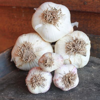 Van Zyverden Elephant Garlic, Set of 3 Cloves