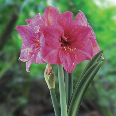 Van Zyverden Amaryllis African Milady, Set of 1 Bulb