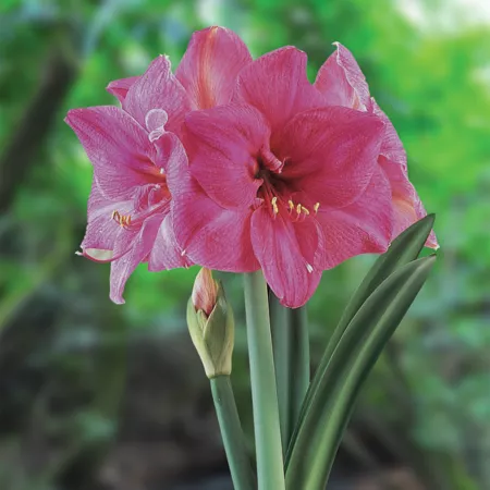 Van Zyverden Amaryllis African Milady set of 1 bulb Perennials