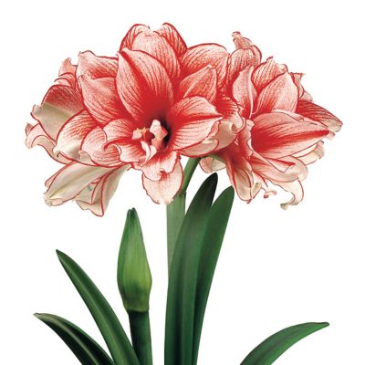 Van Zyverden Amaryllis African Collectors Series Joker, Set of 1 Bulb