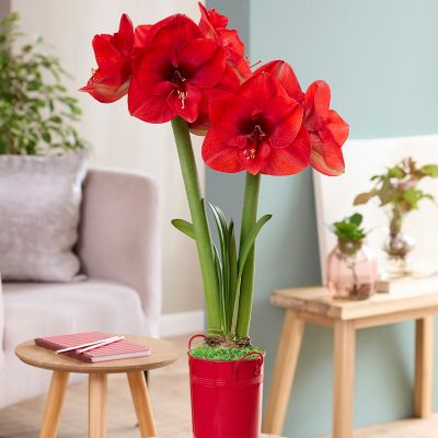 Van Zyverden Fast Track Amaryllis Kit Hypersonic with Artisan Decorative Planter, Set of 1 Bulb