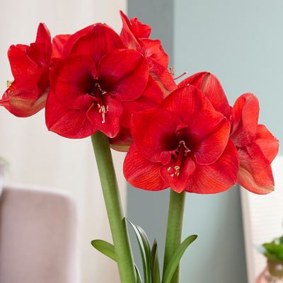 Image showing  Fast Track Amaryllis Kit Hypersonic with Artisan Decorative Planter, Set of 1 Bulb