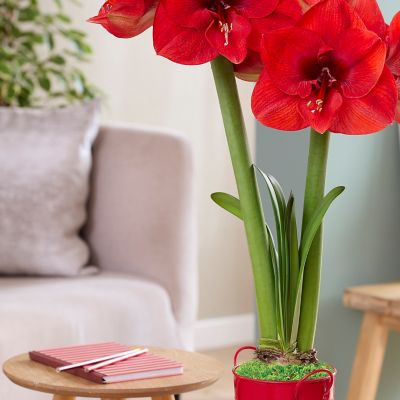Image showing  Fast Track Amaryllis Kit Hypersonic with Artisan Decorative Planter, Set of 1 Bulb