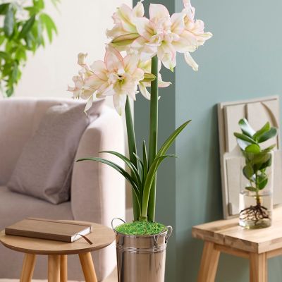 Van Zyverden Fast Track Amaryllis Kit Impatient with Artisan Decorative Planter, Set of 1 Bulb