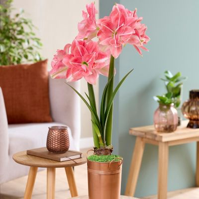 Van Zyverden Fast Track Amaryllis Kit Double Time with Artisan Decorative Planter, Set of 1 Bulb