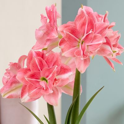 Image showing  Fast Track Amaryllis Kit Double Time with Artisan Decorative Planter, Set of 1 Bulb