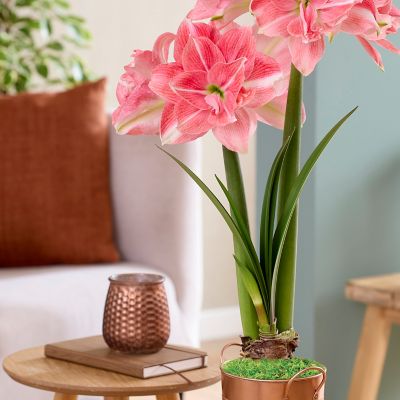 Image showing  Fast Track Amaryllis Kit Double Time with Artisan Decorative Planter, Set of 1 Bulb