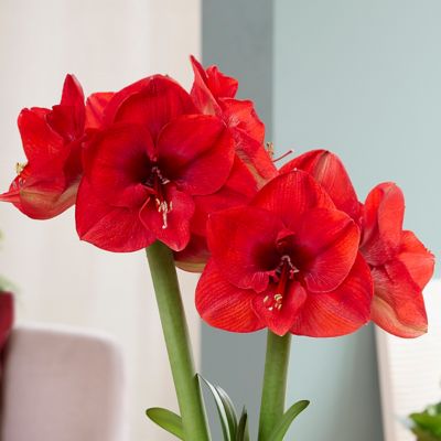 Van Zyverden Amaryllis Kit Sweet Valentine with Artisan Decorative Planter, Set of 1 Bulb