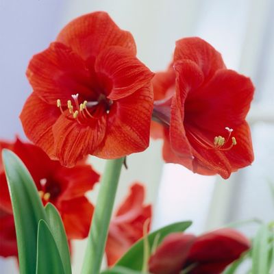 Image showing  Amaryllis Kit Sweet Valentine with Artisan Decorative Planter, Set of 1 Bulb