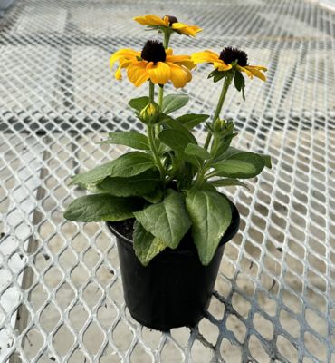 1001 Rudbeckia