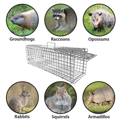 Image showing  24 in. Collapsible Single Door Animal Trap