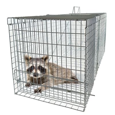 Image showing  36 in. Collapsible Single Door Animal Trap