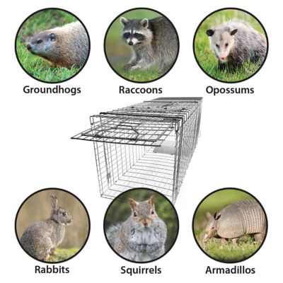 Image showing  36 in. Collapsible Single Door Animal Trap