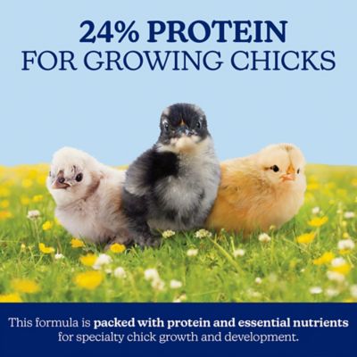 Image showing  Silkie & Ornamental Chick Starter Grower Clean Mini Crumble