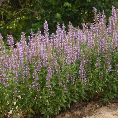 National Plant Network 3.25 in. Agastache Bayou Blue Perennial Plant with Blue Flowers, 3 pk.