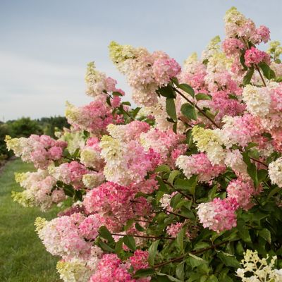 National Plant Network 2 gal. Hydrangea Berry White Tree with White and Pink Flowers