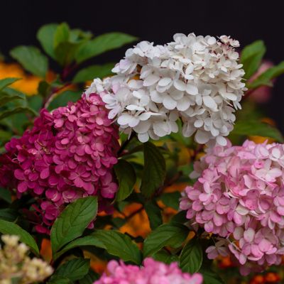 Image showing  2 gal. Hydrangea Berry White Tree with White and Pink Flowers