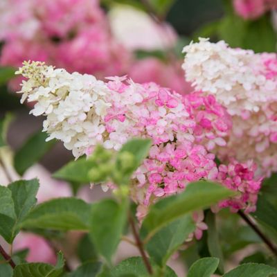 Image showing  2 gal. Hydrangea Berry White Tree with White and Pink Flowers