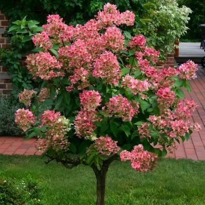 Image showing  2 gal. Hydrangea Berry White Tree with White and Pink Flowers