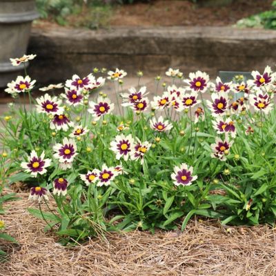 National Plant Network 3.25 in. Coreopsis Li'l Bang Starlight Perennial Plant with White and Maroon Bicolor Flowers, 3 pk.