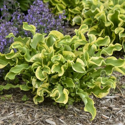 National Plant Network 4 in. Hosta Shadowland Wheee! Perennial Plant with Variegated Foliage, 3 pk.