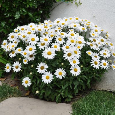 National Plant Network 3.25 in. Leucanthemum White Mountain Perennial Plant with White Flowers, 3 pk.