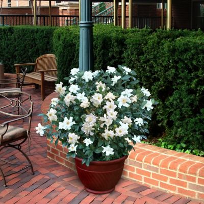 National Plant Network 4 in. Gardenia Coconut Magic with White Flowers, 3 pk.