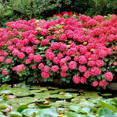 National Plant Network 4 in. Potted Pink Hydrangea Glowing Embers Shrub Bushes with Flowers, 3 pc.