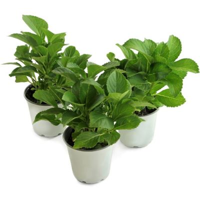 Image showing  4 in. Hydrangea Sweet Starlight Shrub with White and Blushing Pink Flowers, 3 Pack