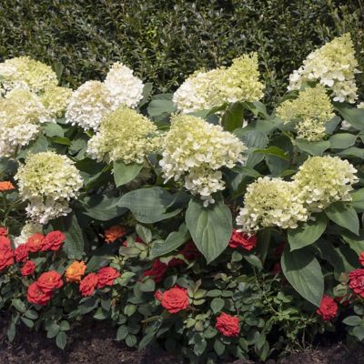 Image showing  4 in. Hydrangea Sweet Starlight Shrub with White and Blushing Pink Flowers, 3 Pack
