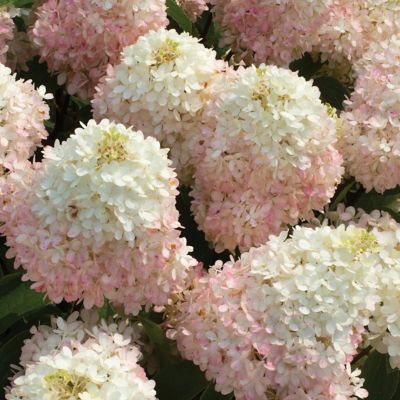 Image showing  4 in. Hydrangea Sweet Starlight Shrub with White and Blushing Pink Flowers, 3 Pack