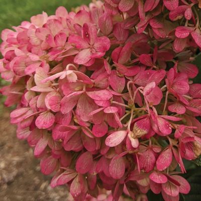 Image showing  4 in. Hydrangea Sweet Starlight Shrub with White and Blushing Pink Flowers, 3 Pack